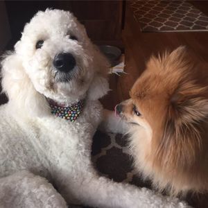 Meet your Posher, Elaine